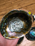 6Witch3 abalone shell #13