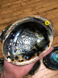 6Witch3 abalone shell #15