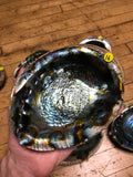 6Witch3 abalone shell #16