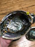 6Witch3 abalone shell #20