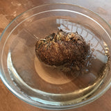 6Witch3 Rose of Jericho - A single plant in a clear glass mixing bowl of water still in its brown, tightly closed form.