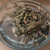 6Witch3 Rose of Jericho - A single plant sits in a clear glass bowl of water. The plant has partially opened and is more green than brown at this point.