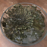 6Witch3 Rose of Jericho - The plant is sitting in a glass bowl of water and has opened enough to fill nearly the entire mixing bowl, it is now a grass green color with white tips.