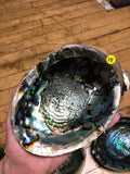 6Witch3 abalone shell #14