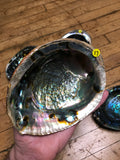 6Witch3 abalone shell #17