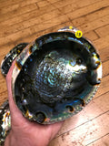 6Witch3 abalone shell #18
