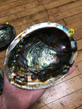 6Witch3 abalone shell #24
