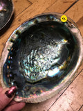 6Witch3 abalone shell #4