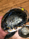 6Witch3 abalone shell #7