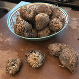 6Witch3 Rose of Jericho - A white and turquoise punchbowl full of rose of Jericho plants resting on a wooden desk. Next to the bowl are three single plants showing the difference in sizes between the three types  offered.