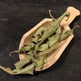 Lemon Verbena - Aloysia triphylla